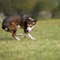犬が『グルグル回っ…