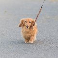 犬のしつけが下手な…