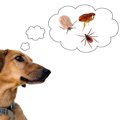 犬が刺されると死に…