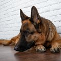 犬が嫌な気持ちにな…