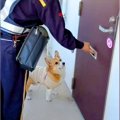 犬が『郵便屋さん』…