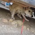 治る病気なのに安楽…