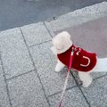 犬が散歩中に『病院…