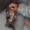 シニア犬が『だんだ…