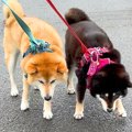 犬の親子をお散歩に…