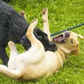 犬同士が喧嘩をして…