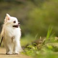 【疑問】小さい犬な…