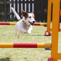 犬が持っている『驚…