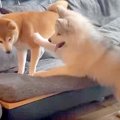 自分より小さな犬に…
