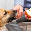 犬が食べると危険な…