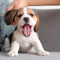 犬に付けるべきでは…