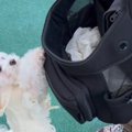 犬をドッグランに連…