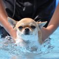 犬に泳ぎ方を教える…