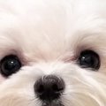 見つめてくる犬→よー…