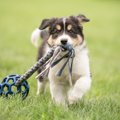 犬が新しいおもちゃ…