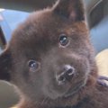 狩猟犬の赤ちゃんを…