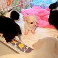 極小の赤ちゃん犬→他…