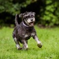 犬が歩く速度の低下…