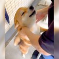 犬が『入院した家族…