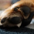 犬も爪とぎをするこ…