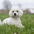 小さすぎる子犬達…飼…
