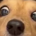 生まれて初めて『犬…