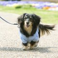 老犬に絶対してはい…