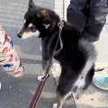 犬の散歩中『小学生…