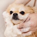 犬にとっては危ない…