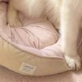 猫のために買った『…