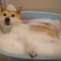 サービスショット♡泡…