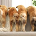 犬がおしりを振る時…