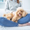 犬を飼うまではわか…