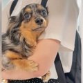 犬に『お留守番です…