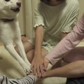 柴犬『エイエイオー…