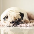 犬が『ふて寝』をす…
