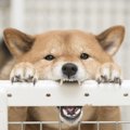 犬がハウスに入らな…