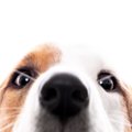 犬にNGな『匂い』5選…