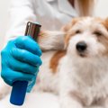 犬の『抜け毛が増え…