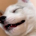 『シベリアンハスキ…