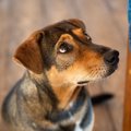犬が『困った顔』を…