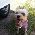 犬が喜ぶこと10選！…