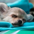 チワワのイザベラと…