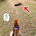 川沿いを散歩してい…