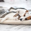 犬の『寝相』でわか…