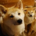 モフモフ秋田犬の親…