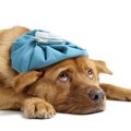 犬も『風邪』をひく…