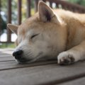 犬が飼い主から離れ…