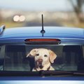 犬を車に放置しては…