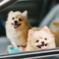 犬と車で安全にお出…